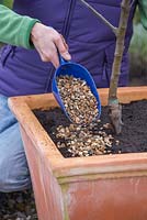 Planting Apple 'Egremont Russet' in container - adding gravel over soil 