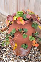 Step-by-step - Strawberry planter - Plants in late autumn, early winter. Pot by Dunne and Hazell