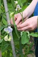 Girl tying in Lathyrus -Sweet Peas to a bamboo cane wig wam, July. Gowan Cottage