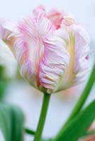 Tulipa 'Siver Parrot'