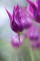 Tulipa 'Maytime'