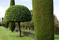 A line of clipped apple trees alternated with pencil pines, cupressa sempervirens stricta.   At Le Manoir d'Eyrignac, Dordogne, France.