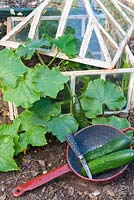 Outdoor ridge cucumbers scrambling out of victorian lantern cloche, two ripe cucumbers in kitchen colander