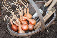 Shallots 'Hative de Niort' in wooden garden trug with hand tools and ruler