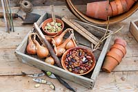 Wooden seed tray with Shallots, broad bean seeds, runner bean seeds and potting bench items