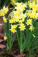 Narcissus 'Sabrosa'