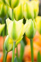 Tulipa 'Yellow Springgreen'