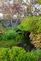 Pond in the lower section of the 250 feet long garden, surrounded by moisture loving plants including Rheum palmatum, Rodgerias, Irises and trees such as a weeping birch and the Judas tree, Cercis siliquastrum - Bude Street, Appledore, Devon, UK