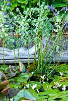 Raised formal pond includes horsetail, Equisetum hyemale, waterlilies and white flowered Aponogeton distachyos, water hawthorn, with self seeded Cerinthe major 'Purpurascens' - Bude Street, Appledore, Devon, UK