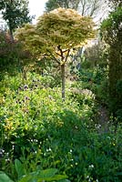 Acer pseudoplatanus 'Prince Handjery'. Plantworld, Devon, UK