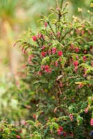 Trochocarpa thymifolia. Plantworld, Devon, UK