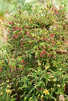 Trochocarpa thymifolia - Plantworld, Devon, UK