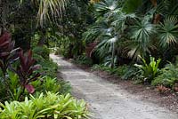 A combination of Cordyline fruticosa 'Black Magic' - Hawaiian Ti-Plant, Neoregelica mcwilliamsii - Bromeliad and other Florida natives the Main Jungle Trail - McKee Botanical Garden, Vero Beach, Florida