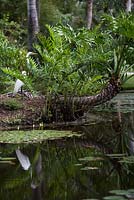 Ardea alba - Great Egret at McKee Botanical Garden, Vero Beach, Florida