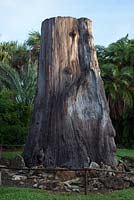 The Cypress Stump was about 3,000 years old and stood over 100 feet tall when it was cut for lumber in St. Cloud, Florida. In the late 1920's it was carried across the state of Florida on a flatbed truck to McKee Jungle - McKee Botanical Garden, Vero Beach, Florida