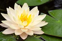 Nymphaea - Waterlily