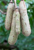Kigelia pinnata - Sausage Tree