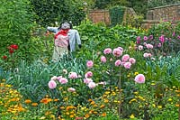 Kitchen Garden with Dahlia, Marigold and Scarecrow - Chenies Manor Gardens, Buckinghamshire, UK