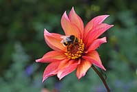 Dahlia 'Waltzing Matilda' with Bumble Bee - Chenies Manor Gardens, Buckinghamshire, UK