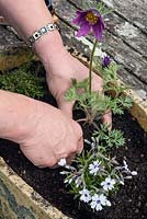 Planting a saggar container with alpine plants. Step 3. Adding Pulsatilla Vulgaris