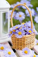 Blue asters in a tiny wicker basket.