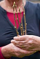 Woman holding cuttings of redcurrants