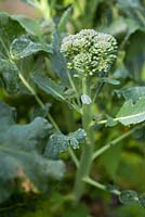 Brassica oleracea - Broccoli 'Corvet'