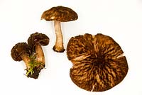 Pluteus umbrosus - velvet sheild fungi on white background