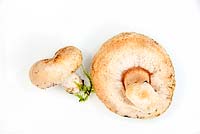 Lactarius pubescens - bearded milkcap fungi