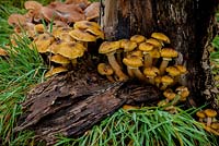 Armillaria mellea - honey fungus on rotting tree stump