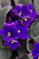 Saintpaulia - African violet.