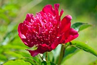 Paeonia 'Port Royale', a historical Peony in Kelways Nursery's collection, Somerset