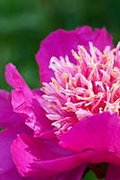 Paeonia 'Tom Eckhardt', a historical Peony in Kelway Nursery's collection, Somerset