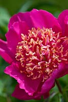 Paeonia 'Tom Eckhardt', a historical Peony in Kelways Nursery's collection, Somerset