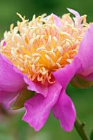Paeonia 'Diana Drinkwater', a historical Peony in Kelways Nursery's collection, Somerset
