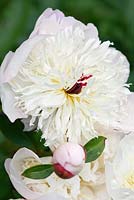 Paeonia 'Boule de Neige', a historical Peony in Kelways Nursery's collection, Somerset