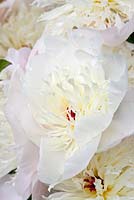Paeonia 'Boule de Neige', a historical Peony in Kelways Nursery's collection, Somerset