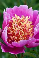 Paeonia 'Genevieve', a historical Peony in Kelways Nursery's collection, Somerset