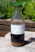 Symphytum x uplandicum - Comfrey plant food in a bottle labeled dilute 1 -10. King Henry's Walk Garden, London Borough of Islington