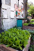 Lettuces growing in large wooden planter with other vegetables behind and children's paintings on old white painted wall - Dalston Eastern Curve Garden, an urban community garden in the London Borough of Hackney