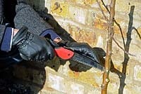 Man wearing leather gloves using a Felco pruning saw to prune a fruit tree growing against a brick wall - King Henry's Walk Garden, community allotments in the London Borough of Islington