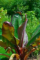 Ensete ventricosum 'Maurellii' - Red Abyssinian Banana