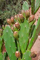 Opuntia ficus-indica bearing red fruits