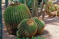 Echinocactus grusonii-cactus