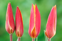 Tulipa clusiana var. chrysantha 'Tubergen's Gem' - Lady tulip 