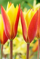 Tulipa clusiana var. chrysantha  'Tubergen's Gem' 