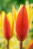 Tulipa clusiana var. chrysantha  'Tubergen's Gem'