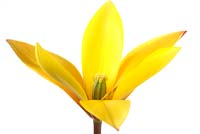 Tulipa clusiana var. chrysantha 'Tubergen's Gem'  