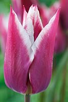 Tulipa 'Ballade' AGM, Lily-flowered Group 