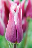 Tulipa 'Ballade' AGM - Tulip Lily-flowered Group